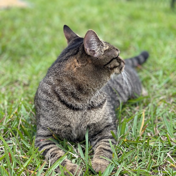 This is Nugget! - Picture 8 of 9